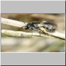 Lasioglossum minutissimum - Furchenbiene w02 5mm - OS-Hasbergen-Lehmhuegel det.jpg